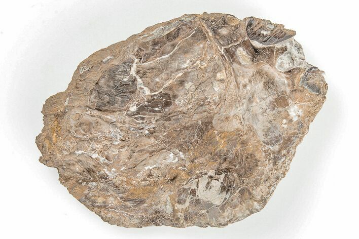 2.87" Xiphactinus Pre-Maxillary Bone - Kansas